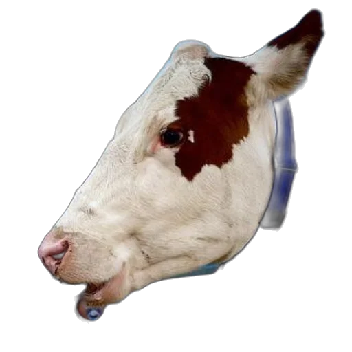 animal, mask, face, hat transparent PNG cut-out