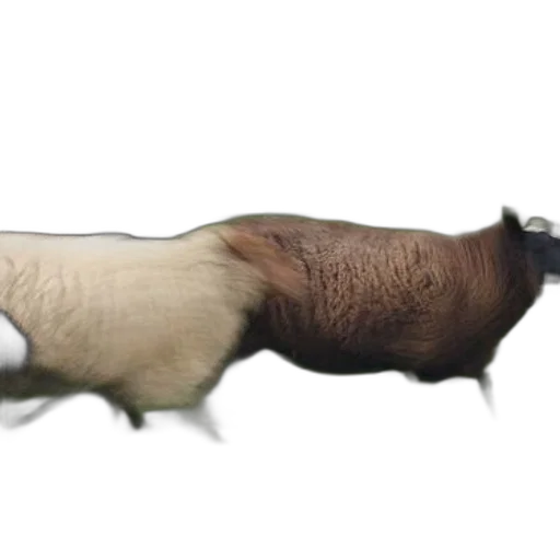 animal, hair, creature, food transparent PNG cut-out