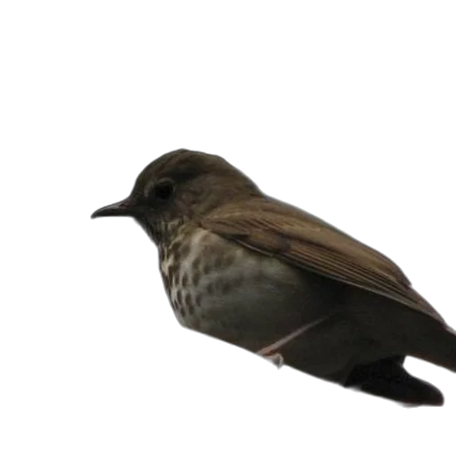 animal, staff, creature, hat transparent PNG cut-out