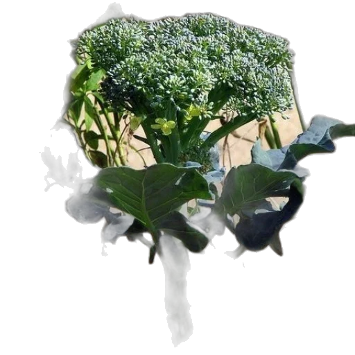crown, food, tree, weapon transparent PNG cut-out