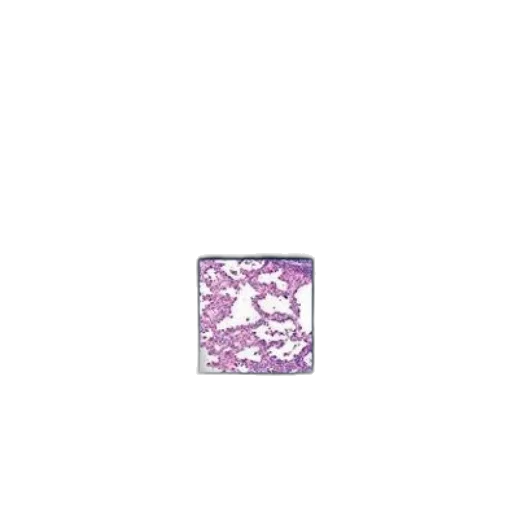 jewelry, dragon, flower, animal transparent PNG cut-out