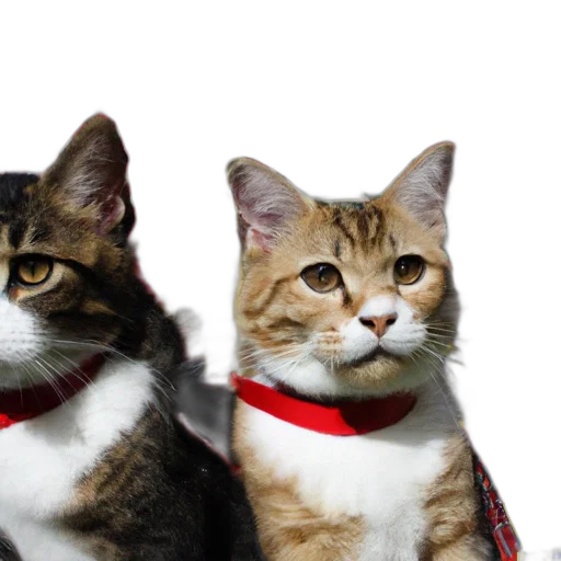 3d render, photorealistic, two, cats transparent PNG cut-out
