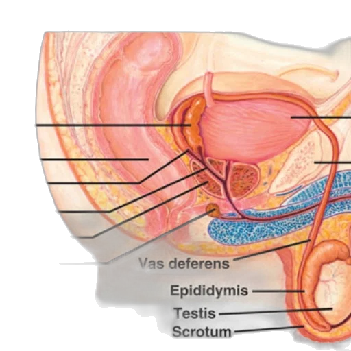 anatomical, illustration, male, reproductive transparent PNG cut-out