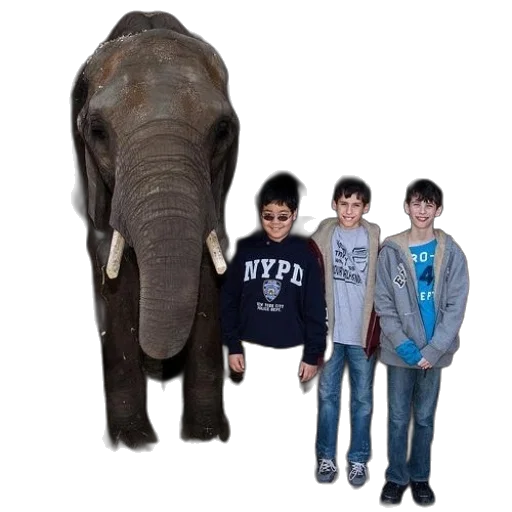 animal, creature, jacket, staff transparent PNG cut-out