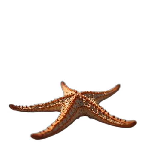 staff, animal, creature, shoes transparent PNG cut-out