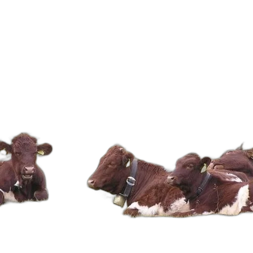 animal, shoes, food, hair transparent PNG cut-out