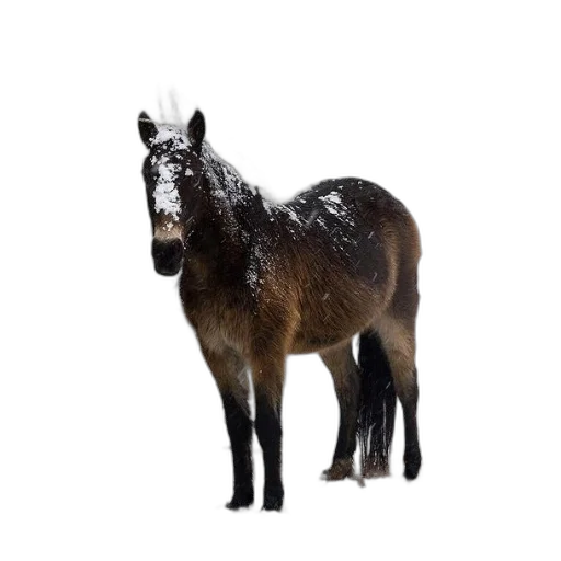 animal, creature, staff, hair transparent PNG cut-out