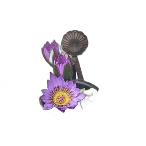 flower, jewelry, staff, crown transparent PNG cut-out