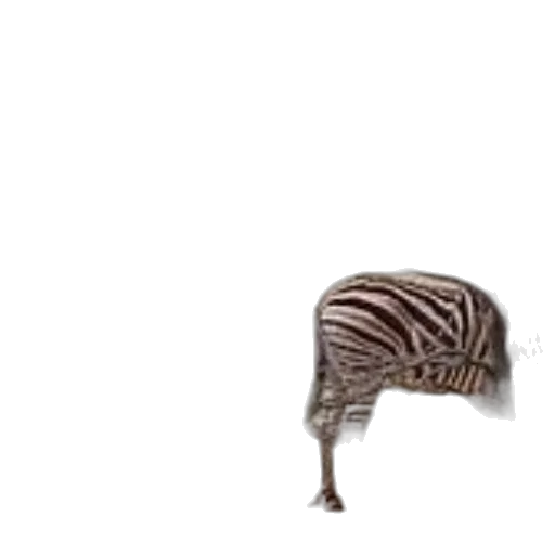 hat, hair, animal, creature transparent PNG cut-out