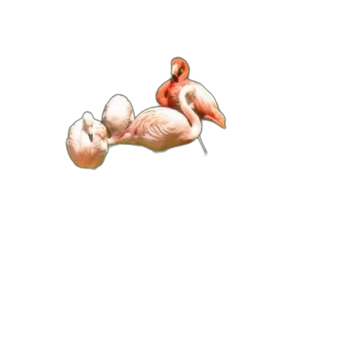 shoes, creature, food, jewelry transparent PNG cut-out