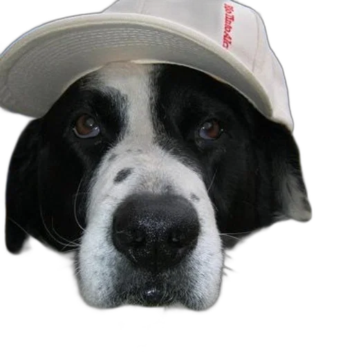 hat, staff, animal, face transparent PNG cut-out