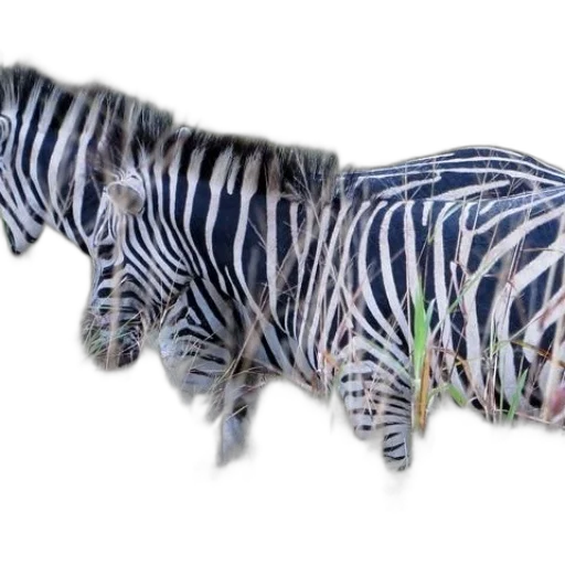 animal, creature, jewelry, weapon transparent PNG cut-out