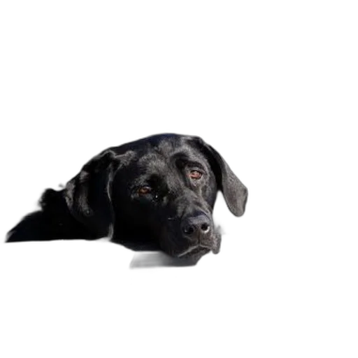 animal, staff, face, creature transparent PNG cut-out