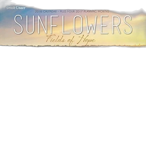 flower, sunset, sunflower, field transparent PNG cut-out