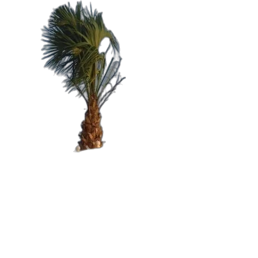 tree, hair, umbrella, hat transparent PNG cut-out