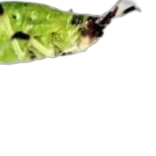 animal, dragon, food, creature transparent PNG cut-out