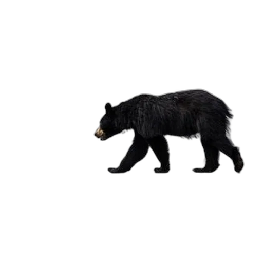 animal, creature, pixel art, concept art transparent PNG cut-out