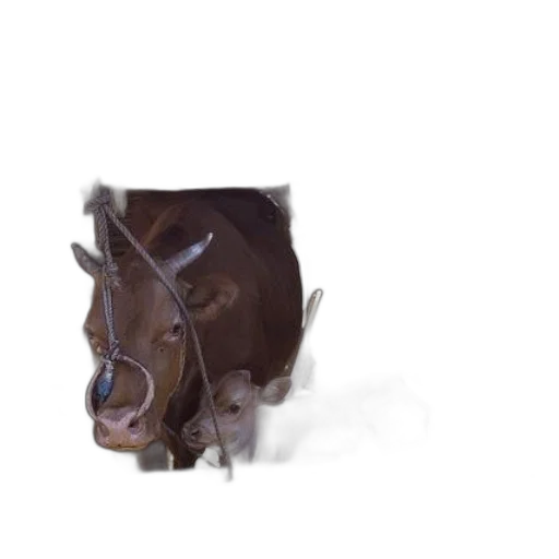 animal, face, mask, creature transparent PNG cut-out