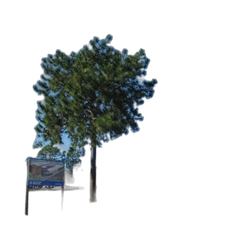 tree, crown, staff, car transparent PNG cut-out