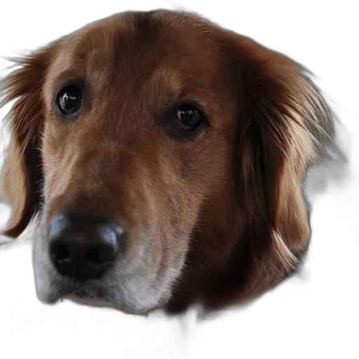 animal, face, staff, creature transparent PNG cut-out