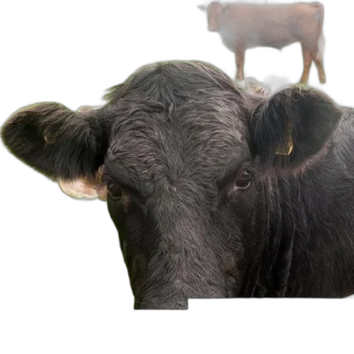 animal, creature, face, food transparent PNG cut-out