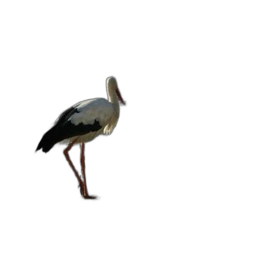 animal, creature, staff, shoes transparent PNG cut-out