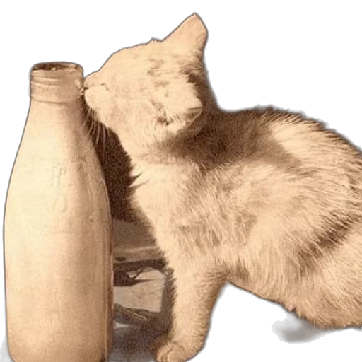 bottle, animal, furniture, food transparent PNG cut-out