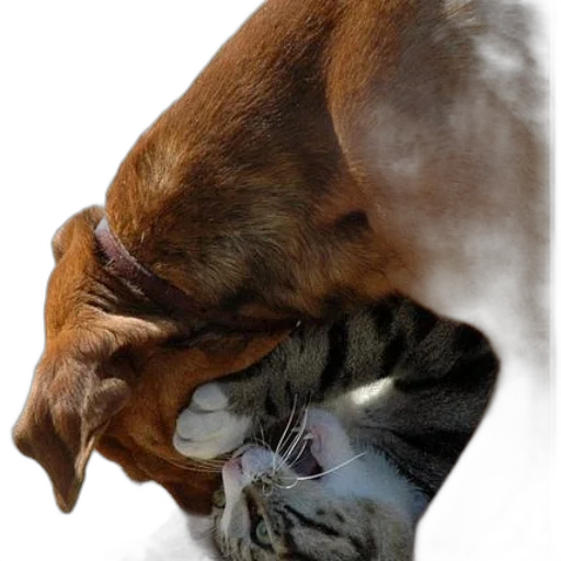 animal, creature, photorealistic, concept art transparent PNG cut-out