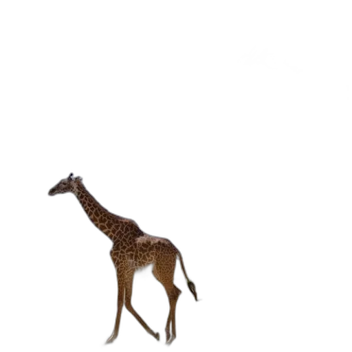 animal, creature, tree, hat transparent PNG cut-out
