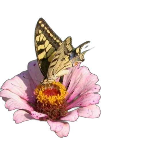 flower, crown, animal, creature transparent PNG cut-out