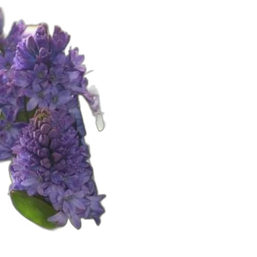 flower, crown, shoes, dress transparent PNG cut-out