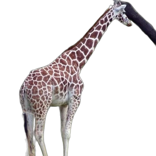 animal, staff, weapon, creature transparent PNG cut-out