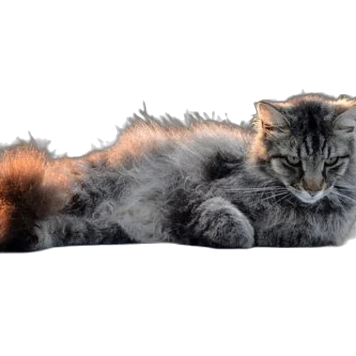 animal, creature, staff, hair transparent PNG cut-out