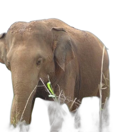 animal, creature, photorealistic, 3d render transparent PNG cut-out
