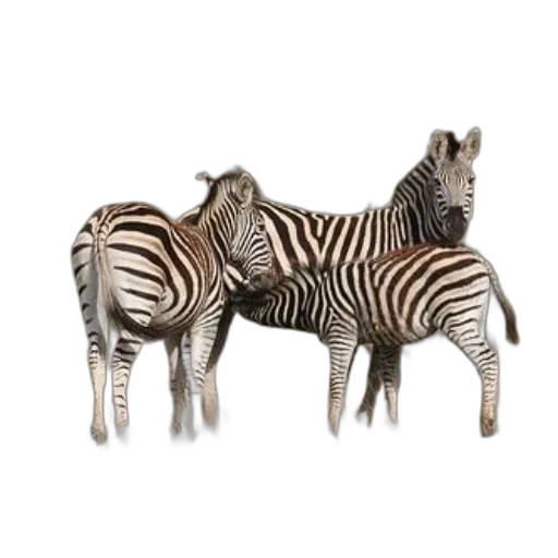 animal, jewelry, furniture, 3d render transparent PNG cut-out