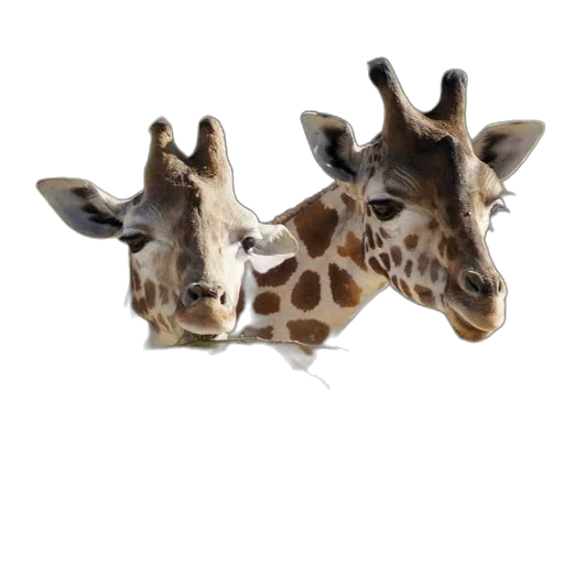 animal, creature, shoes, hat transparent PNG cut-out