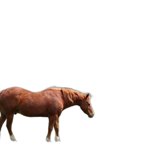 animal, creature, hair, furniture transparent PNG cut-out