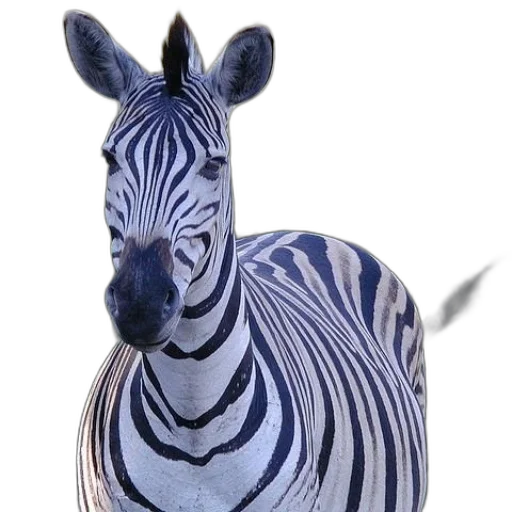 animal, creature, jewelry, mask transparent PNG cut-out