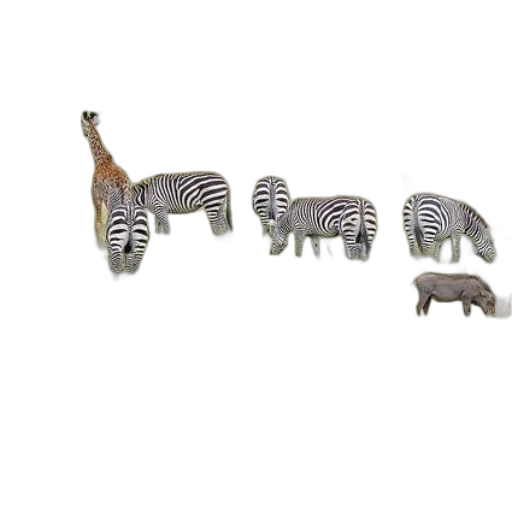 animal, jewelry, furniture, creature transparent PNG cut-out