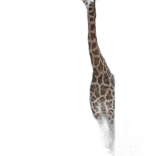 animal, staff, creature, hat transparent PNG cut-out