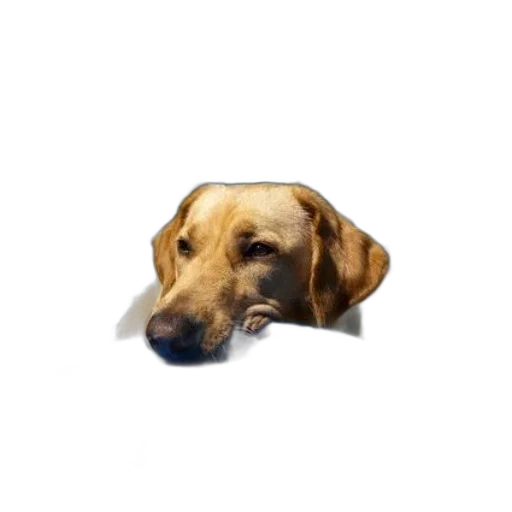 animal, staff, face, creature transparent PNG cut-out