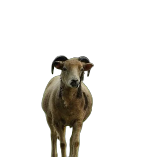 animal, staff, creature, face transparent PNG cut-out