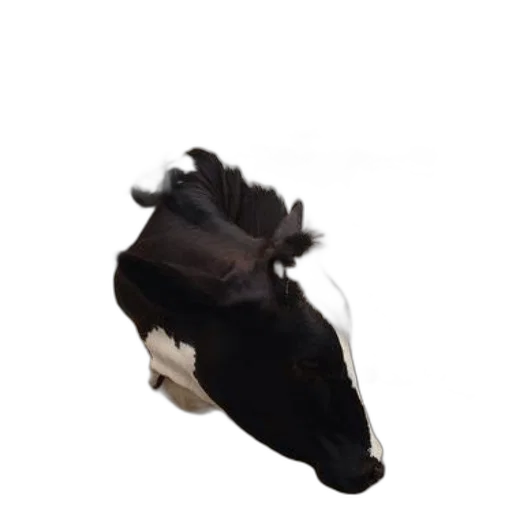shoes, animal, hat, mask transparent PNG cut-out