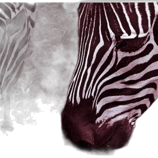 shoes, animal, photorealistic, concept art transparent PNG cut-out