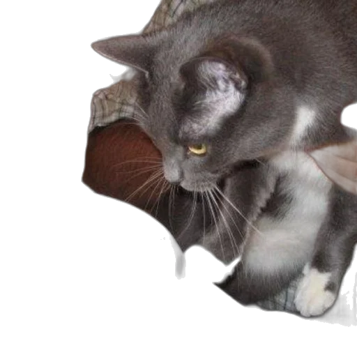 animal, creature, hat, weapon transparent PNG cut-out