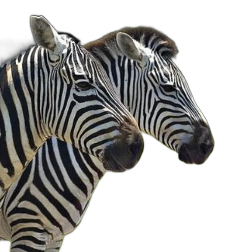 animal, jewelry, creature, hat transparent PNG cut-out