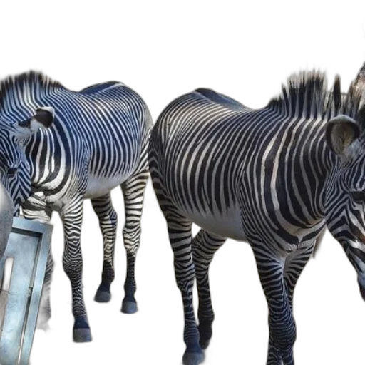 animal, creature, furniture, 3d render transparent PNG cut-out
