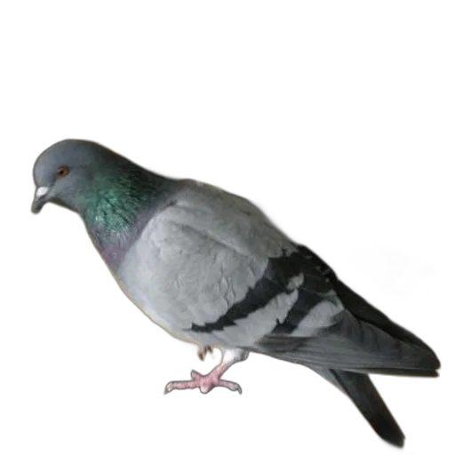 animal, staff, jewelry, weapon transparent PNG cut-out