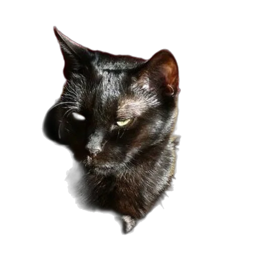 animal, creature, staff, face transparent PNG cut-out