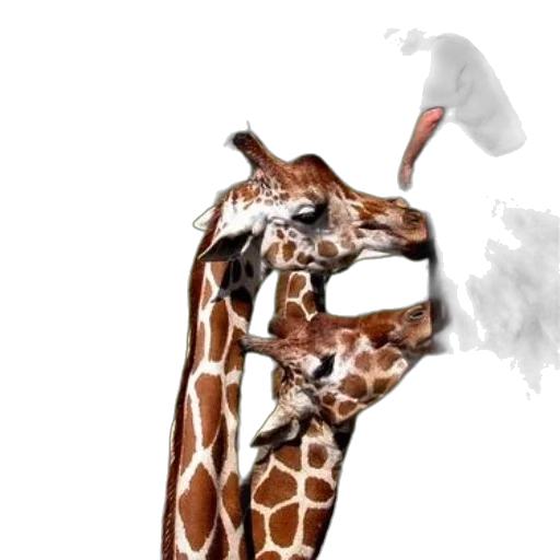 animal, weapon, mask, umbrella transparent PNG cut-out